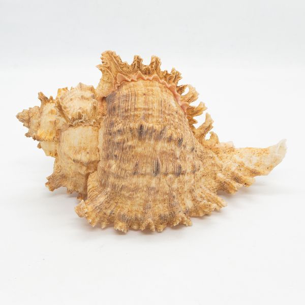 Мушля Гіллястий цикореус (Chicoreus ramosus) роду мурекс 115х72х64 мм 102520 фото