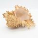 Мушля Гіллястий цикореус (Chicoreus ramosus) роду мурекс 115х72х64 мм 102520 фото 1