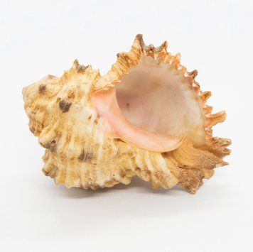 Мушля Гіллястий цикореус (Chicoreus ramosus) роду мурекс 106х80х70 мм 102521 фото